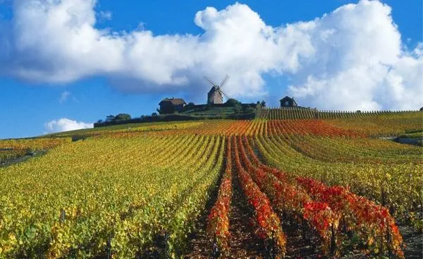 champagne_day_tours_reims-6