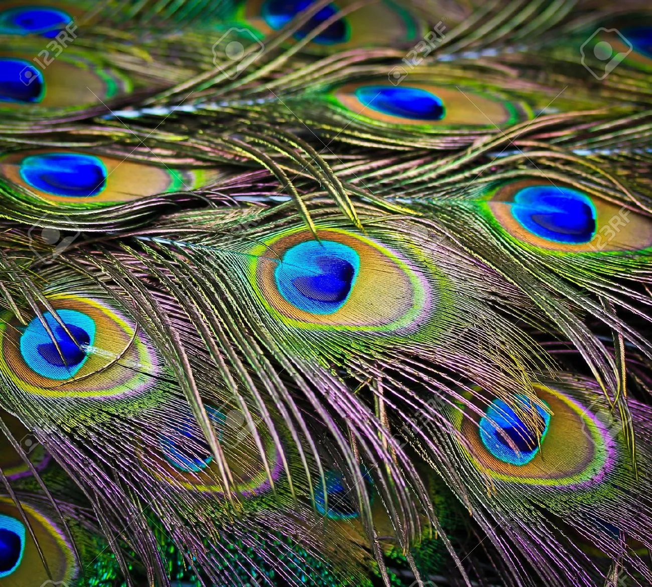 14866069-close-up-portrait-of-beautiful-peacock-with-feathers-out-stock-photo