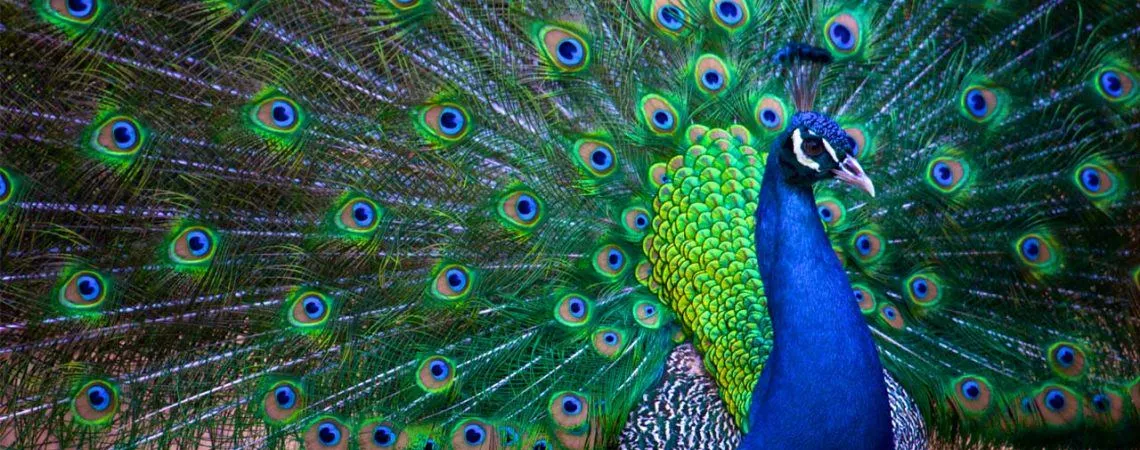 pavone-indiano-pavo-cristatus-copertina-1140x450